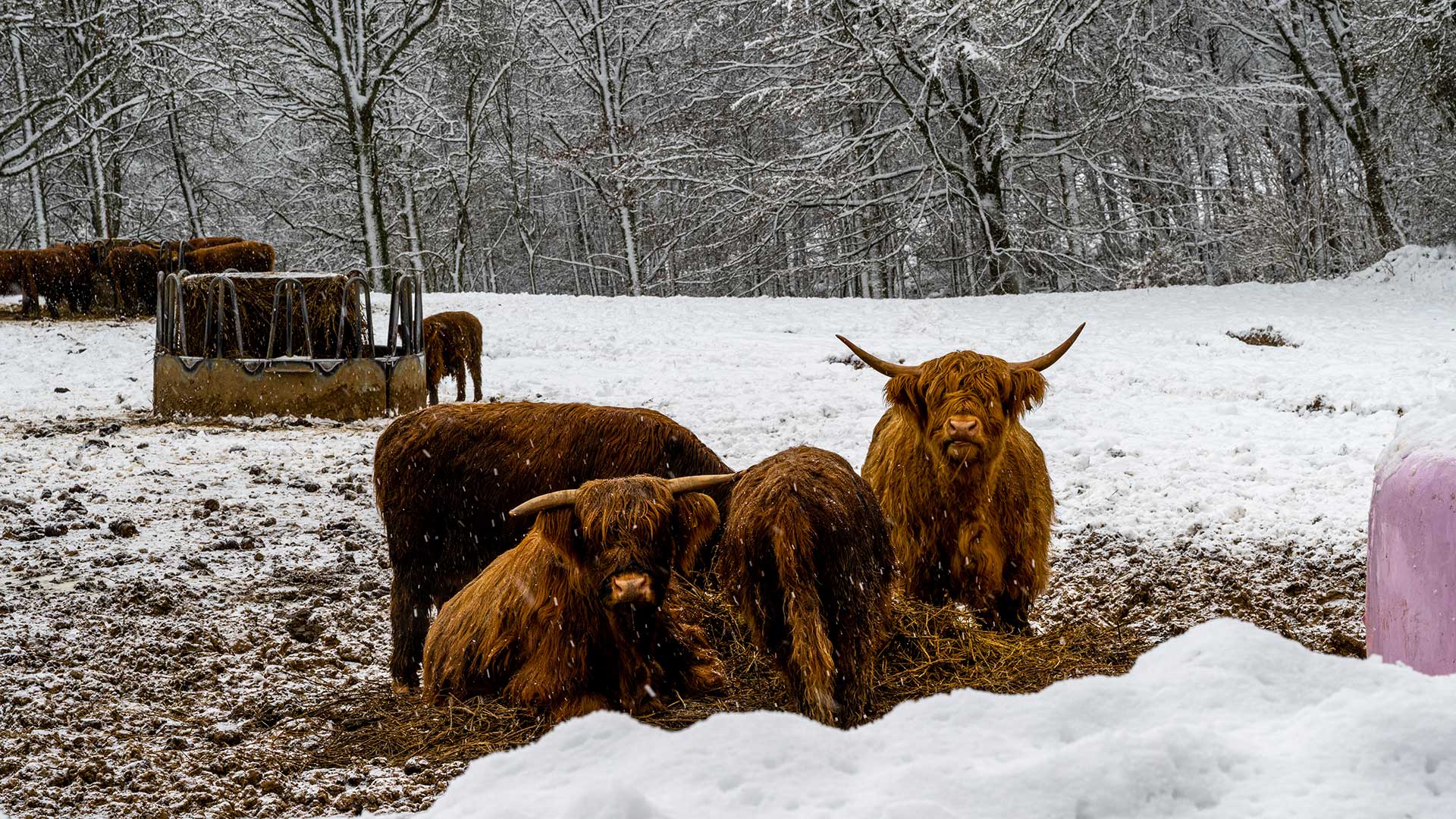 Highland cattle in winter