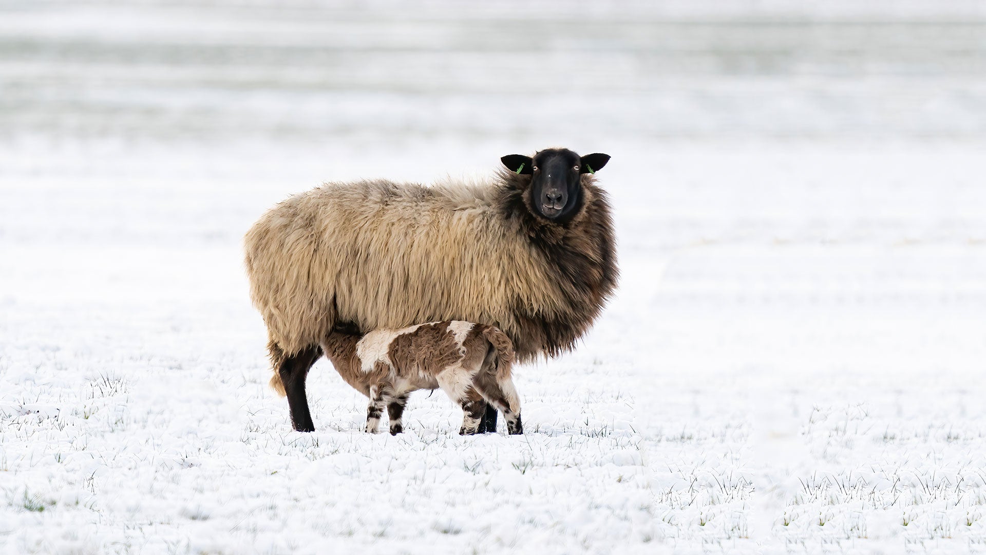Ewe and lamb in winter
