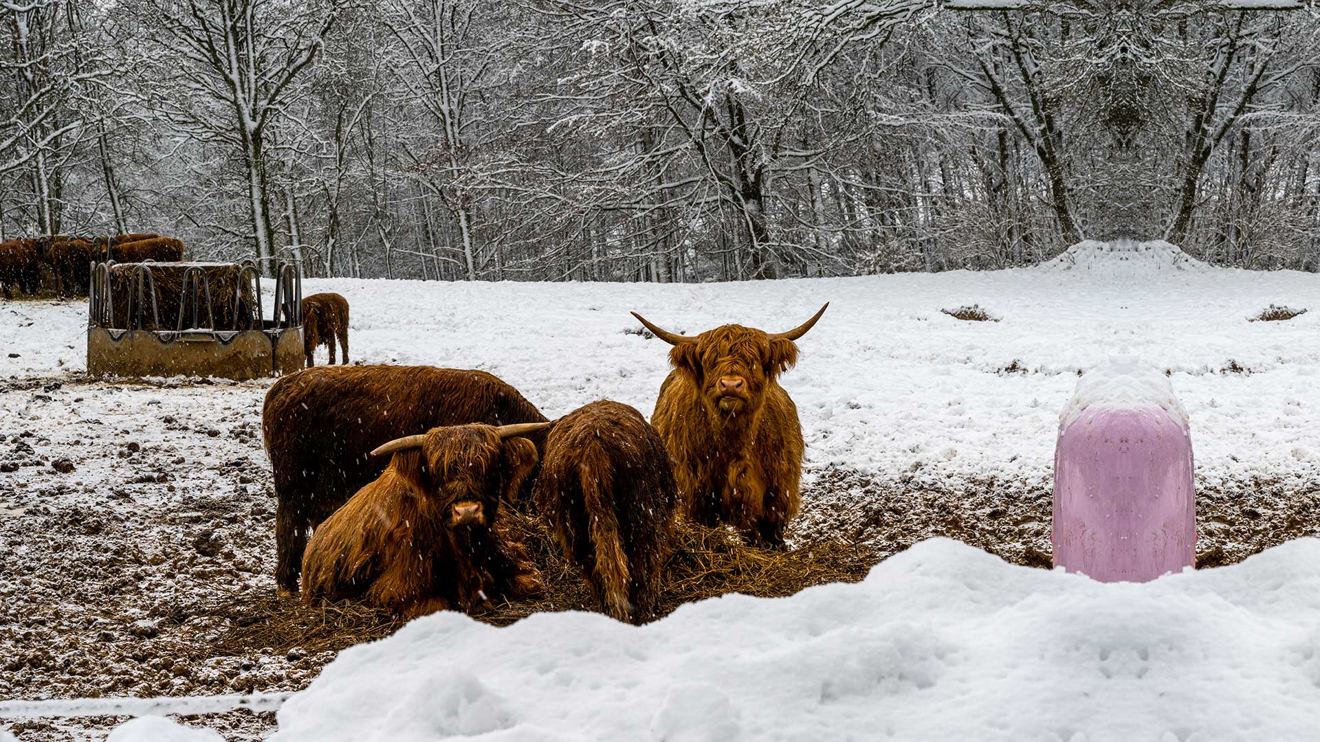 Highland cattle in winter