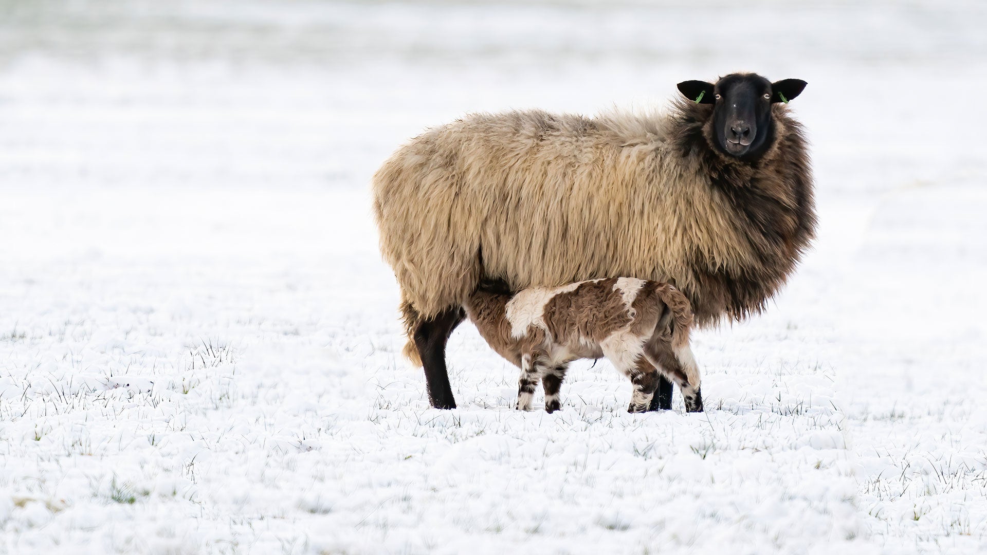 Ewe and lamb feeding in winter